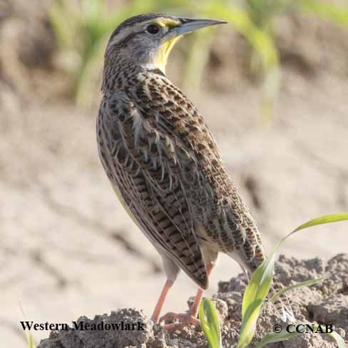 Western Meadowlark