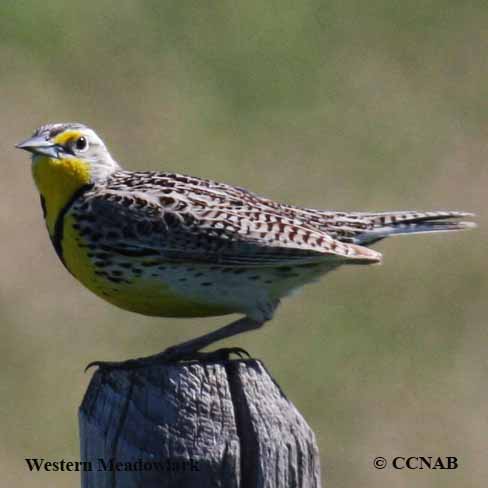 Western Meadowlark