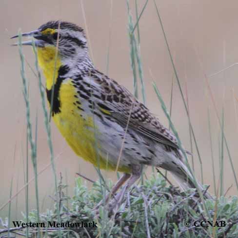 Western Meadowlark