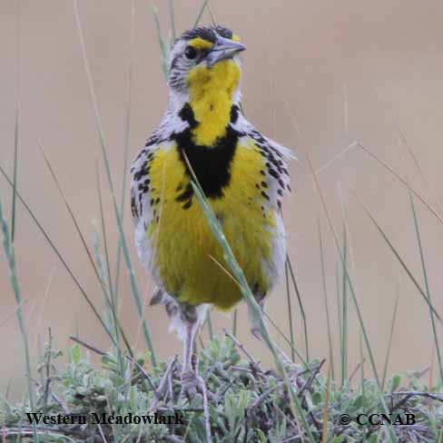 Western Meadowlark