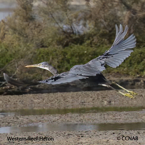 Western Reef-Heron