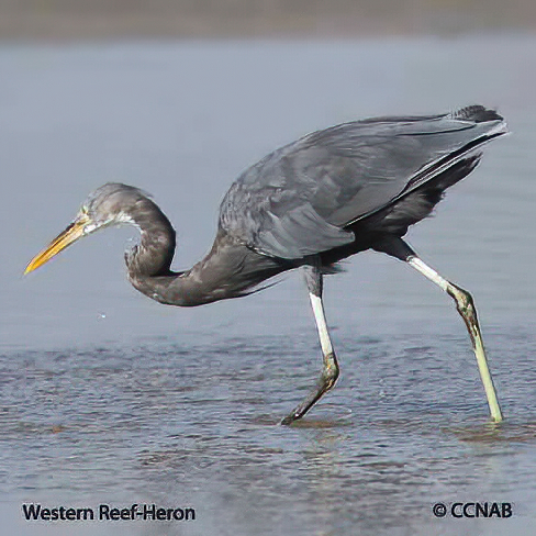 Western Reef-Heron