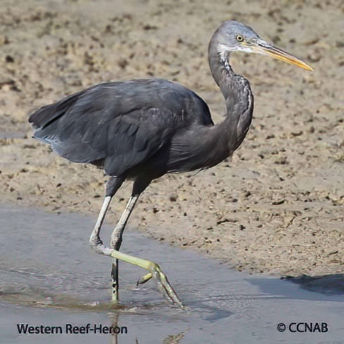 Western Reef-Heron