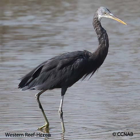 Birds of North America