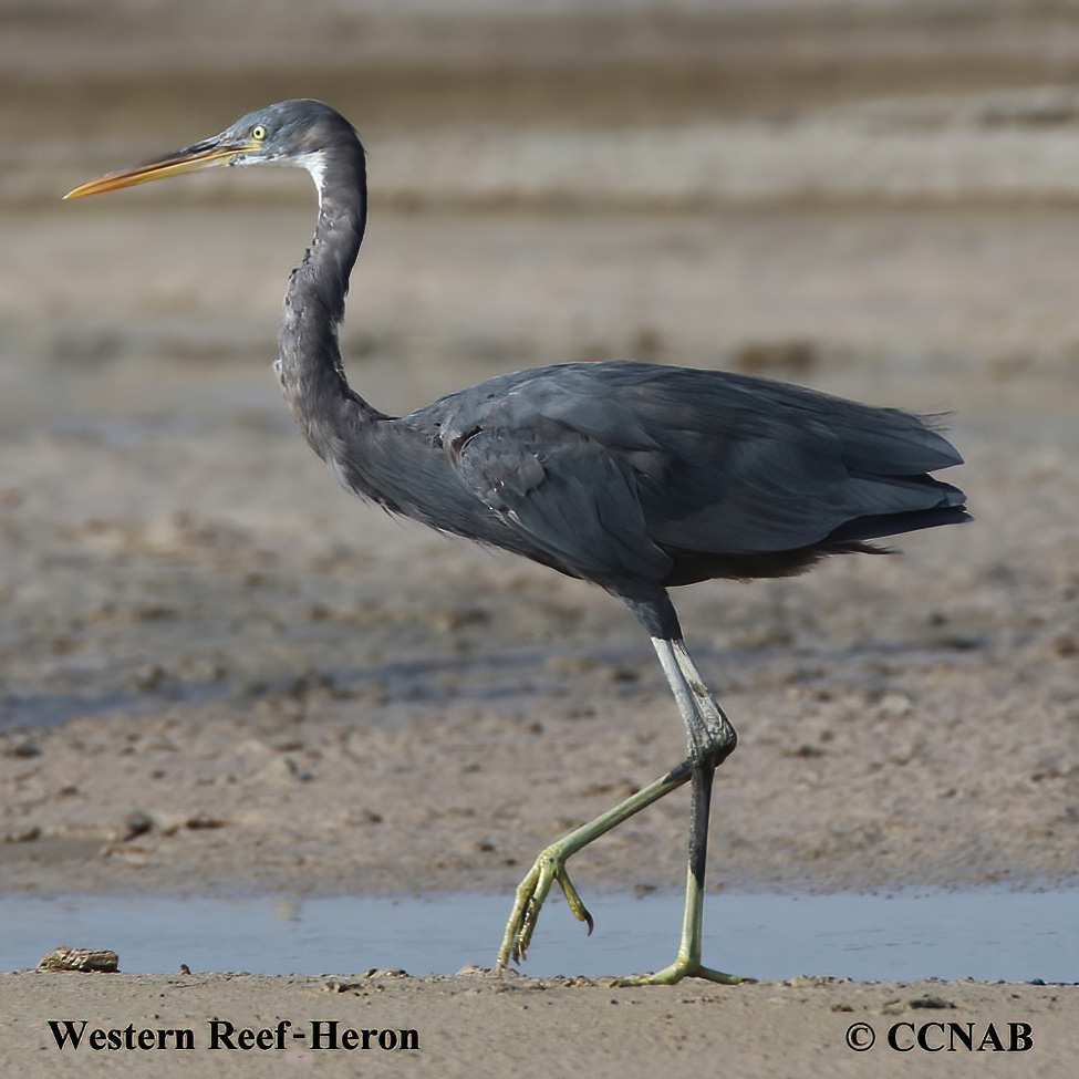 Western Reef-Heron