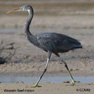 Western Reef-Heron