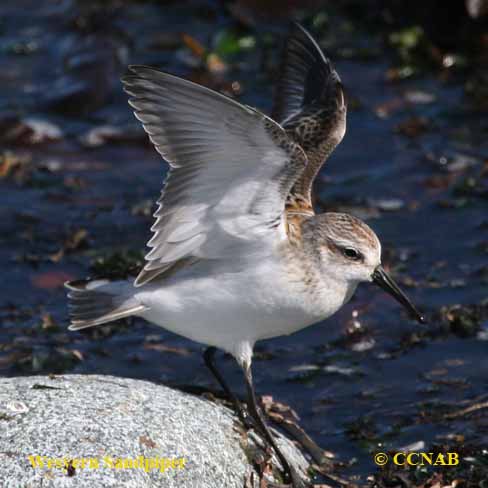 Western Sandpiper