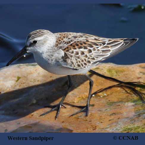 Western Sandpiper