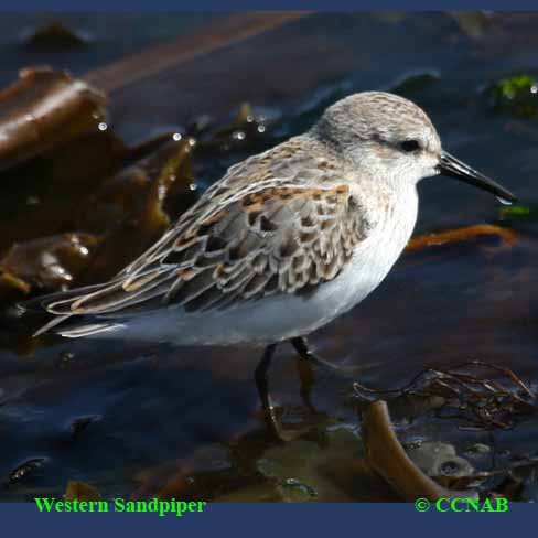 Western Sandpiper