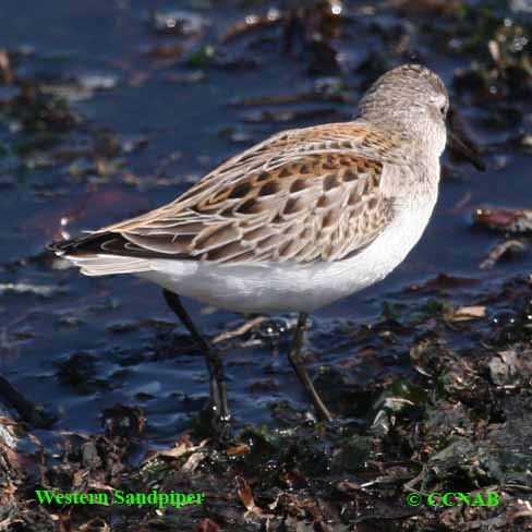 Western Sandpiper