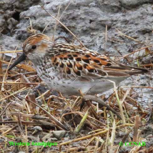 Western Sandpiper