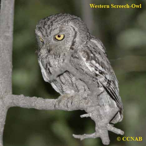 Western Screech-Owl