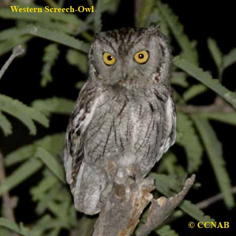 Western Screech-Owl