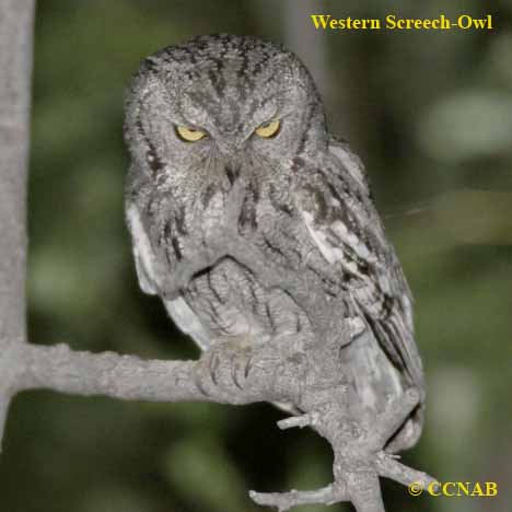 Western Screech-Owl