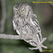 Western Screech-Owl