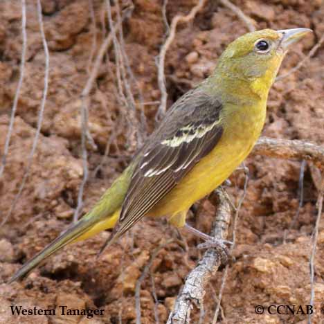 Western Tanager