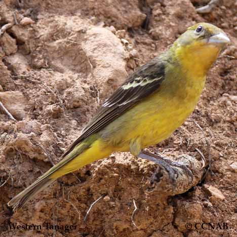 Western Tanager