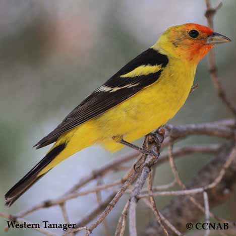 Western Tanager