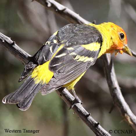 Western Tanager