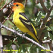 Western Tanager range map