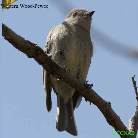 Western Wood-Pewee