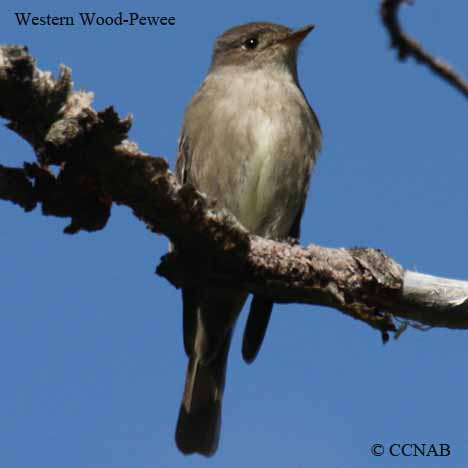 Western Wood-Pewee