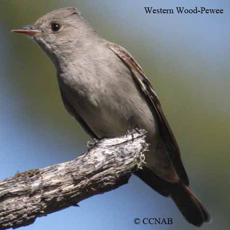 Western Wood-Pewee