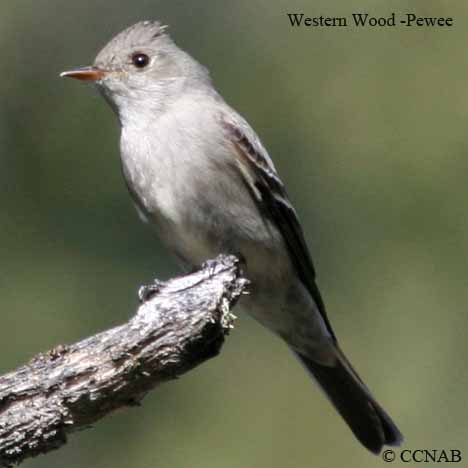 Western Wood-Pewee