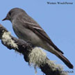 Western Wood-Pewee