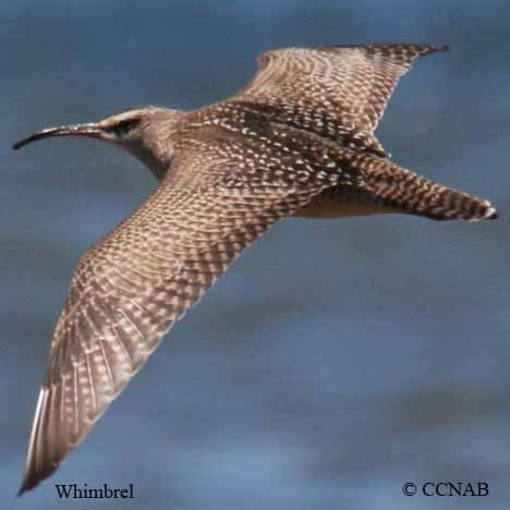 Whimbrel (American)