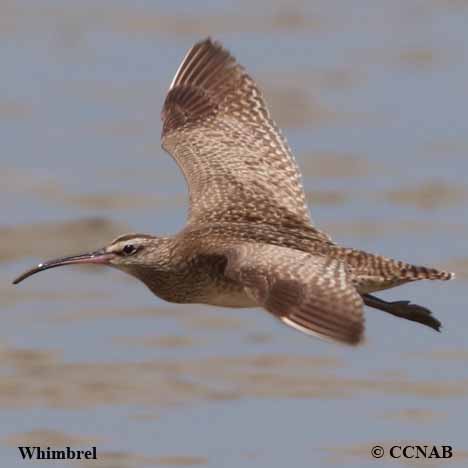 Whimbrel (American)