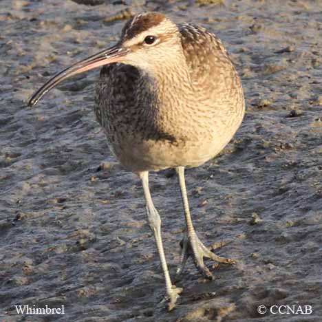 Whimbrel (American)