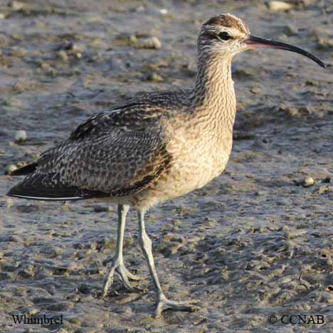  Whimbrel.