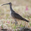 Whimbrel (American) range map