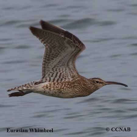 Whimbrel (Eurasian)