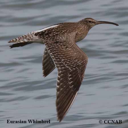 Whimbrel (Eurasian)