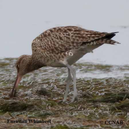 Whimbrel (Eurasian)