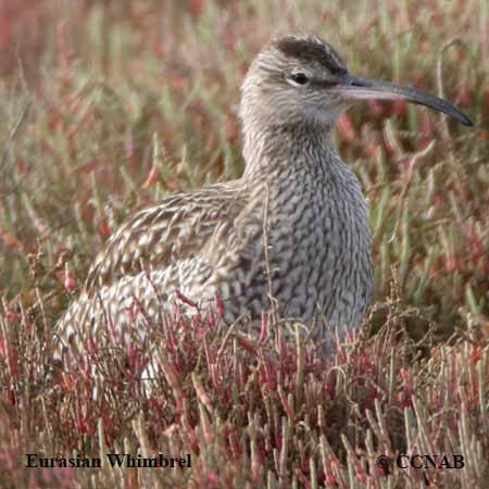 Whimbrel (Eurasian)