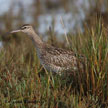 Whimbrel (Eurasian) range map