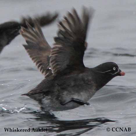 Whiskered Auklet