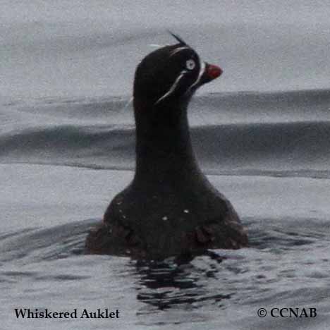 Whiskered Auklet