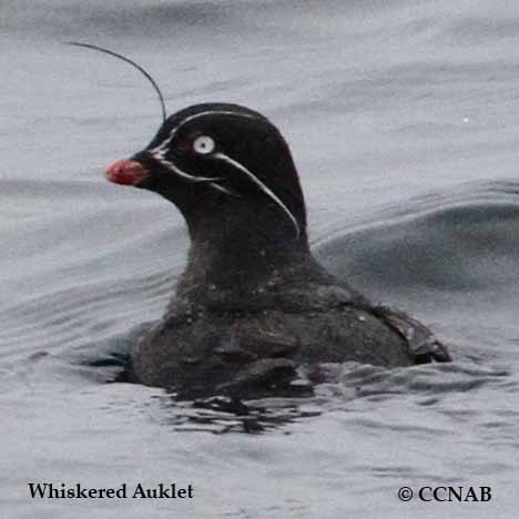 Whiskered Auklet