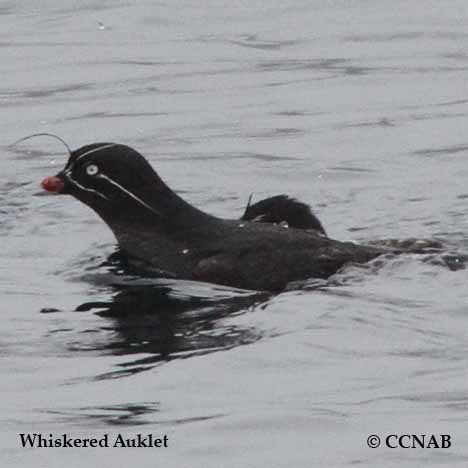 Whiskered Auklet