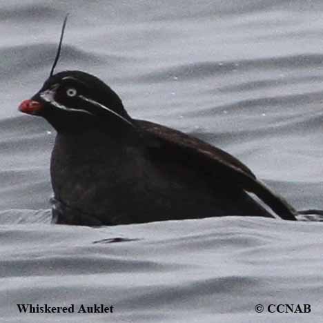 Birds of North America