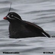 Whiskered Auklet