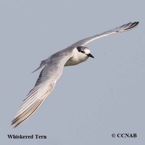 Birds of North America