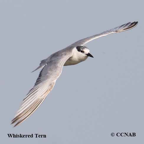 Whiskered Tern