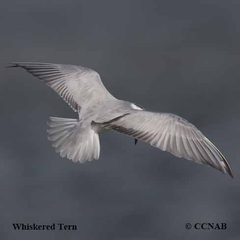 Birds of North America