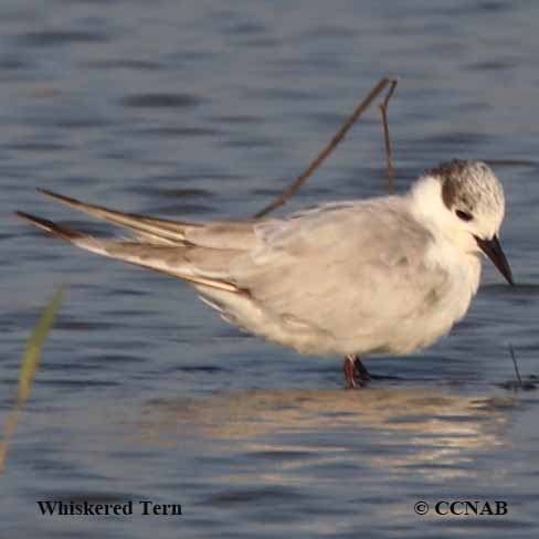 Whiskered Tern