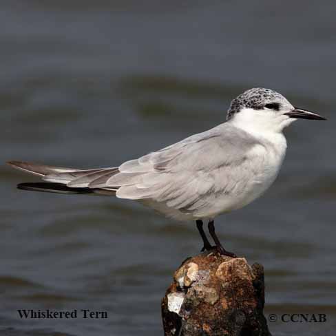 Birds of North America